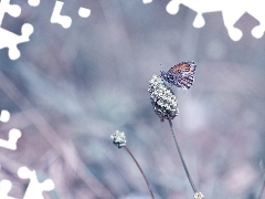 plant, butterfly, Coenonympha Pamphilus