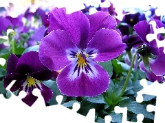 Purple, pansies