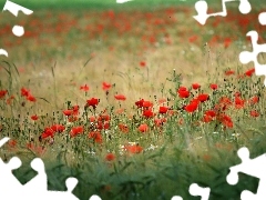 papavers, Meadow, Red