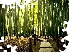 Park, exotic, bamboo