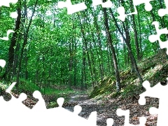 Path, oak, forest