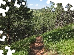 Path, pine, forest
