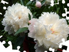 Peonies, Flowers, White