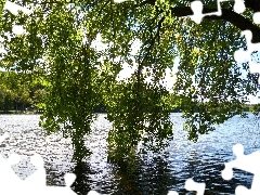 lake, branch pics