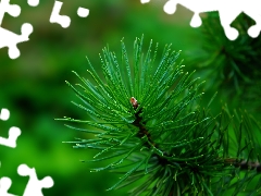 twig, needle, pine, green ones