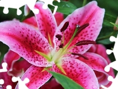 Tiger lily, Colourfull Flowers, Pink