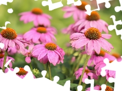 echinacea, Flowers, rapprochement, Pink