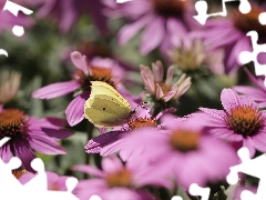 butterfly, Pink, echinacea, Gonepteryx rhamni