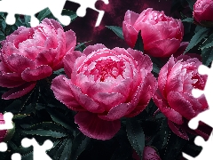 Peonies, Leaf, Ai, Pink