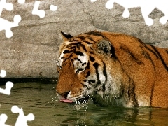 tiger, watering place