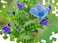 blue, Blossoming, plant, butterfly