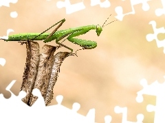 Green, dry, plant, mantis