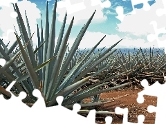 agave, plantation