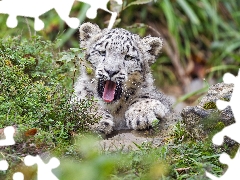 yawning, Plants, Rocks, snow leopard