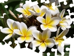 Flowers, Yellow Honda, Plumeria, white