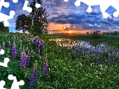 Pond - car, trees, Great Sunsets, viewes, lupine, grass, summer