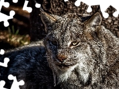 Lynx, portrait