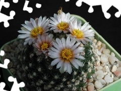 Cactus, Flowers, pot, White