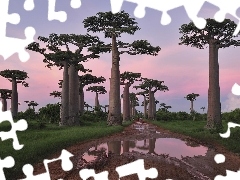 Way, Puddles, viewes, Baobab, trees