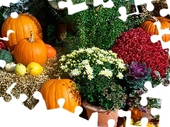 Autumn, Chrysanthemums, pumpkin, Flowers