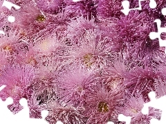 Chrysanthemums, purple