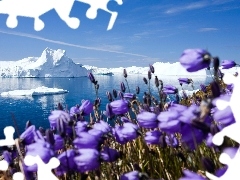 purple, Flowers, ice, sea, Mountains