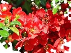 Red, Blossoming, quince, Flowers