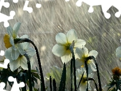 Rain, White, Daffodils
