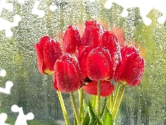 Red, Glass, Rain, Tulips
