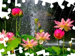 Rain, lilies, water