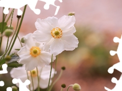 Anemones, White, Flowers, rapprochement
