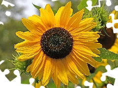 rapprochement, illuminated, Sunflower