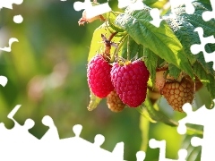maturing, raspberries