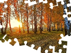 River, birch, sun, Leaf, forest, rays, autumn