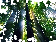 rays, sun, viewes, forest, trees