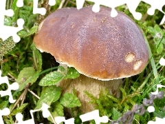 scrub, Beatyfull, Real mushroom