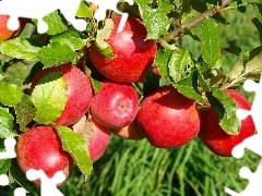 apples, apple-tree, Red
