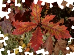 Autumn, oak, red, Leaf