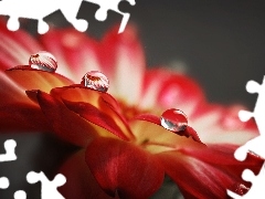 drops, Colourfull Flowers, Red, rain
