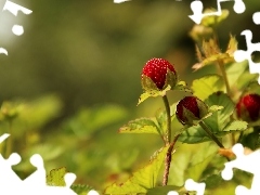 fruit, Duchesnea Indica, Red