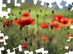Red, Flowers, an, meadow, papavers