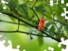 red hot, pepper