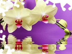 reflection, orchid, water