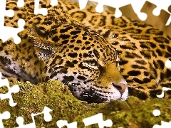 Jaguar, Rocks