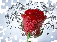 water, red hot, rose