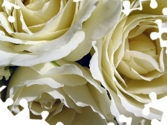 White, roses