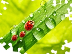 Rosy, stalk, ladybugs, drops, Three