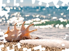 giant, shell, Sand, sea, Beaches, conch