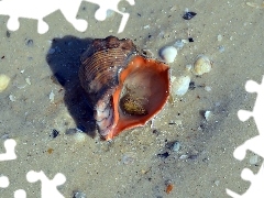 Sand, sea, Shells