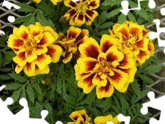 the scattered marigold